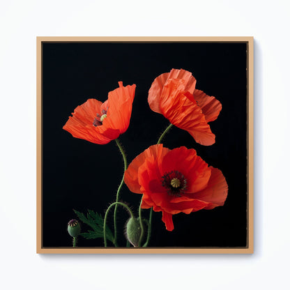 Poppies Framed Canvas