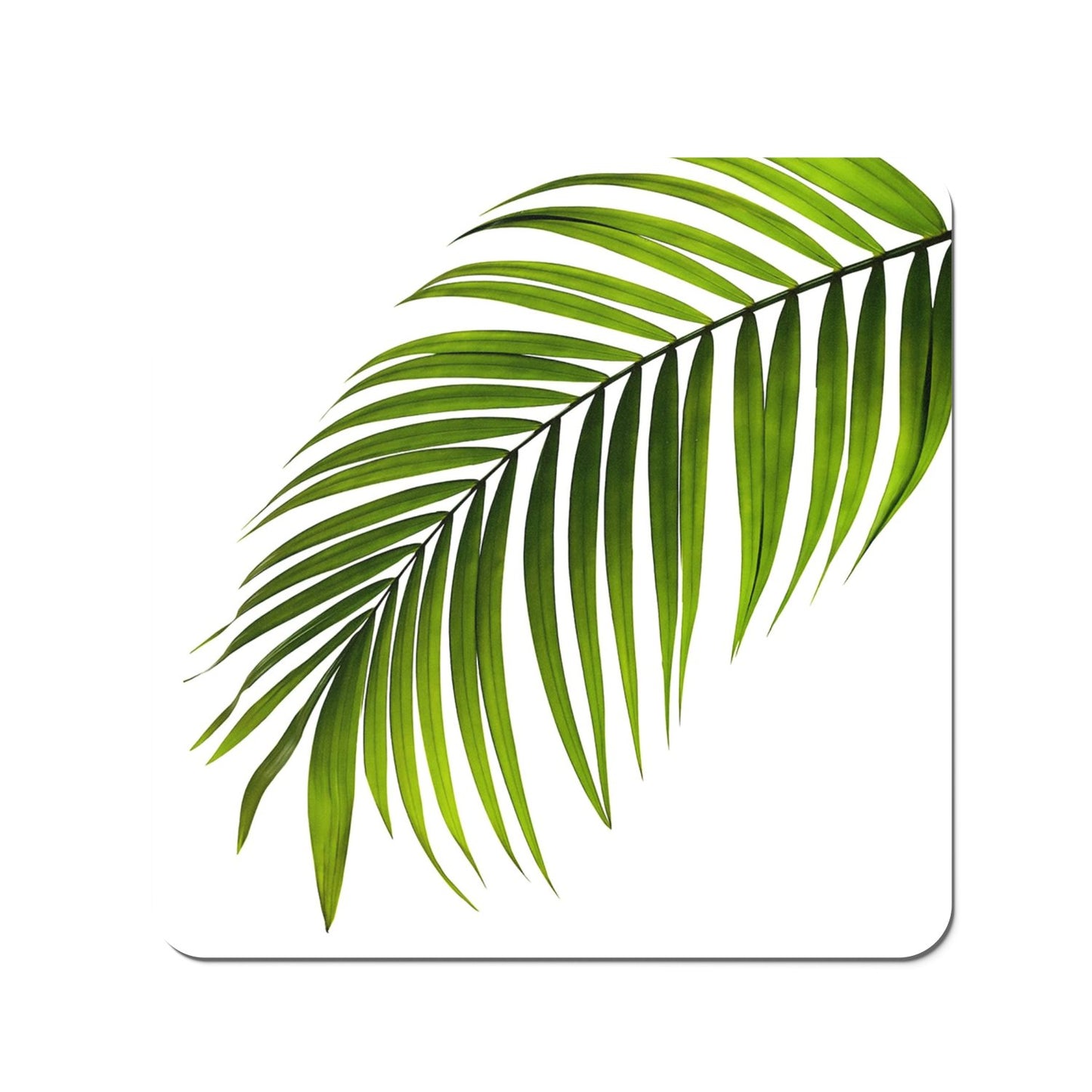 Single Palm Leaf Coasters